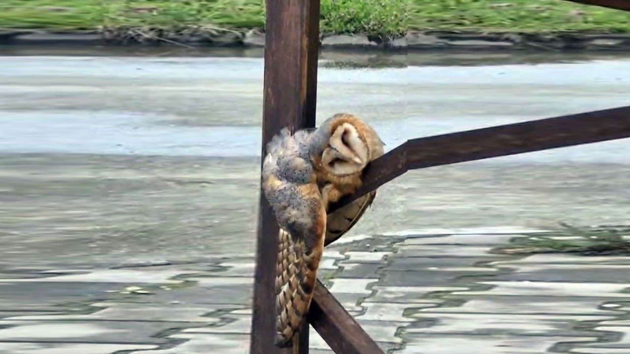 Görenler şaşırıp kaldı! Sevimli baykuş direkte uyuya kaldı