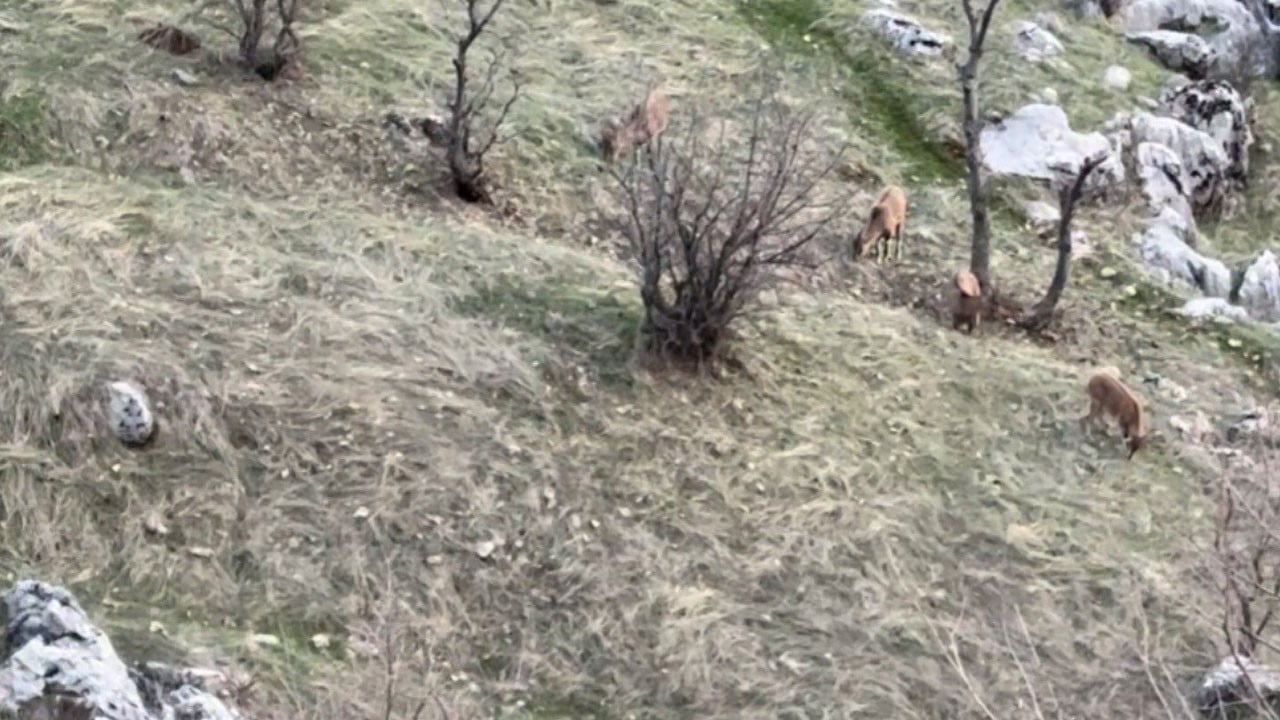 Görünce hemen kayda aldı! Koruma altındaki dağ keçileri sürü halinde ortaya çıktı