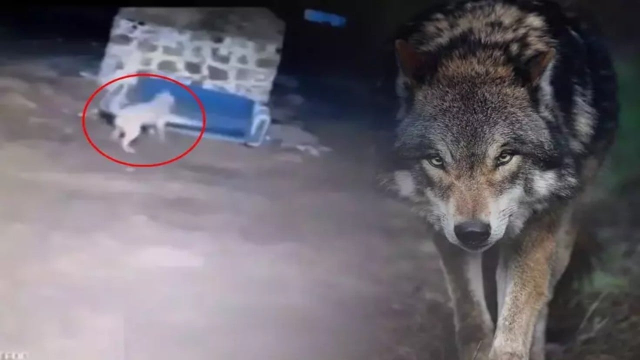 Görüntü gece yarısı çekildi: Kurtları fark eden Sivas kangalı ortalığı savaş alanına çevirdi