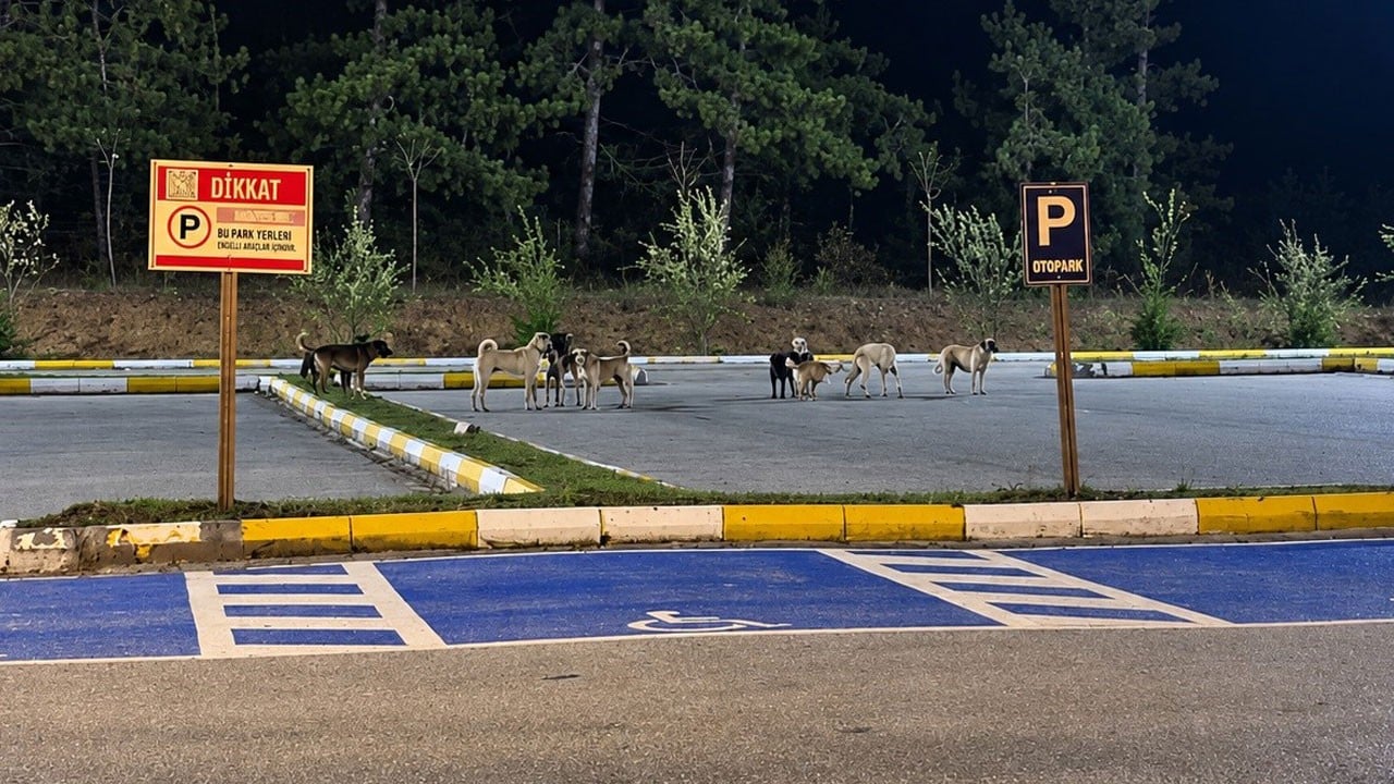 Gruplar halinde dolaşıp birbirleriyle kavga ediyorlar! Gölpark’ta köpek tedirginliği