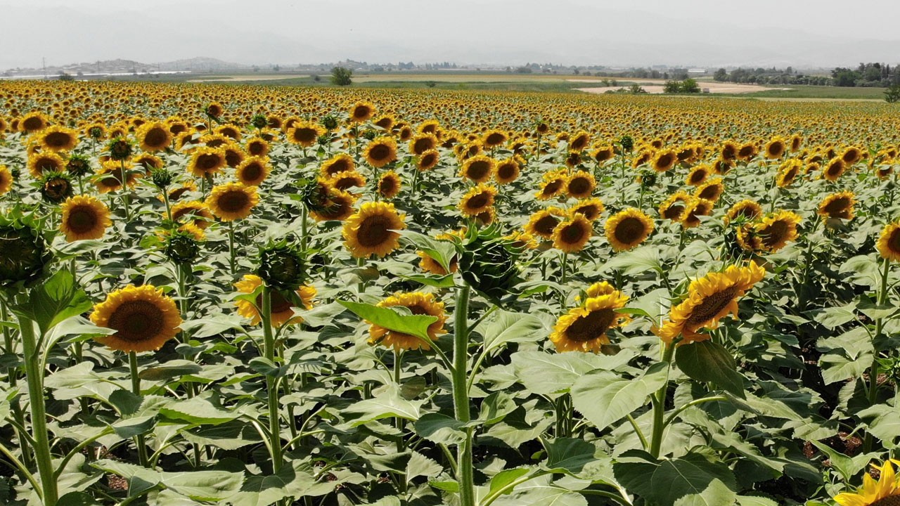 Günebakanlar açtı, görsel şölen başladı! 