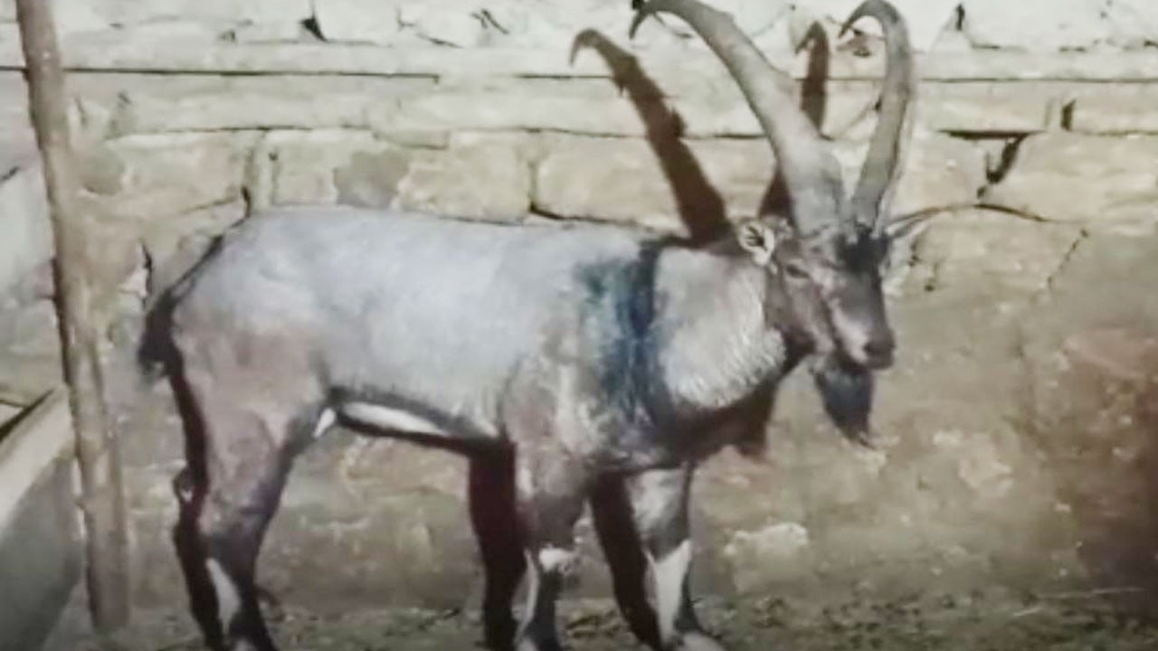 Gürün’ün Garip’i iyileşip özgürlüğüne kavuştu