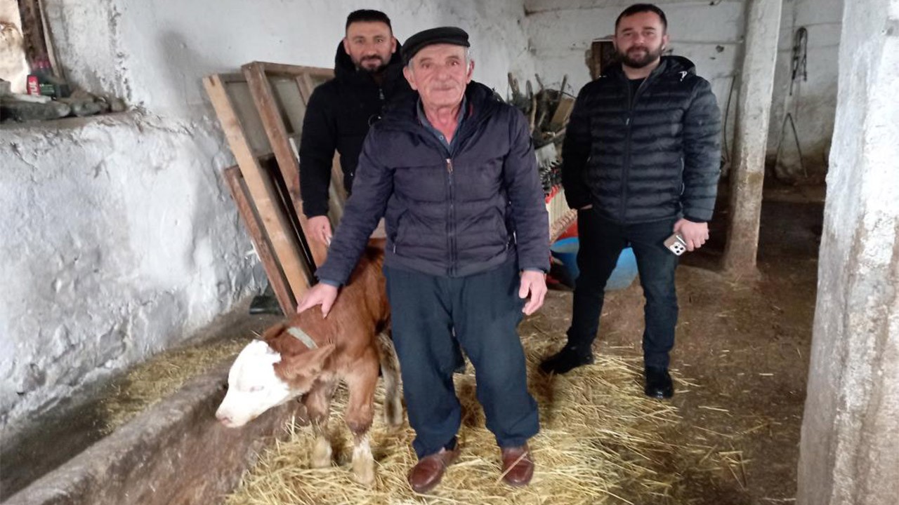 Hasta buzağıyı evine aldı balkonda baktı