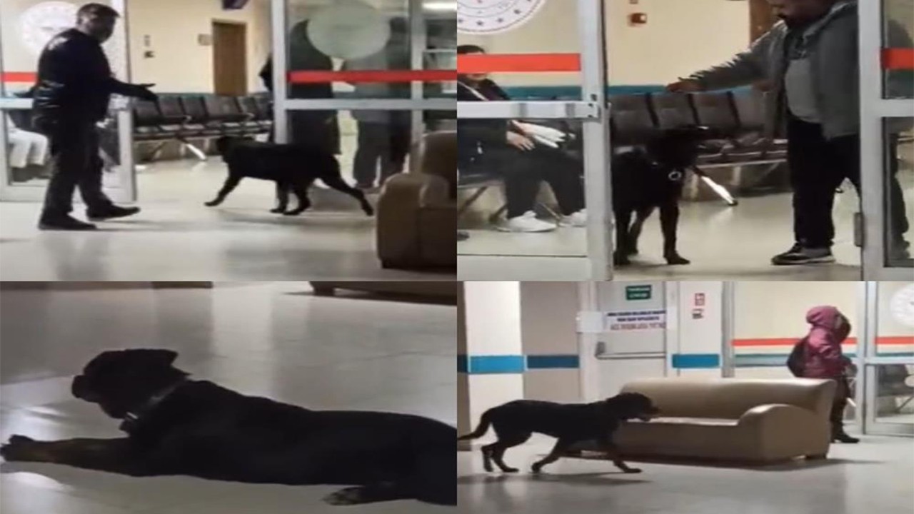 Hastanede köpek rezilliği vatandaşı tedirgin etti