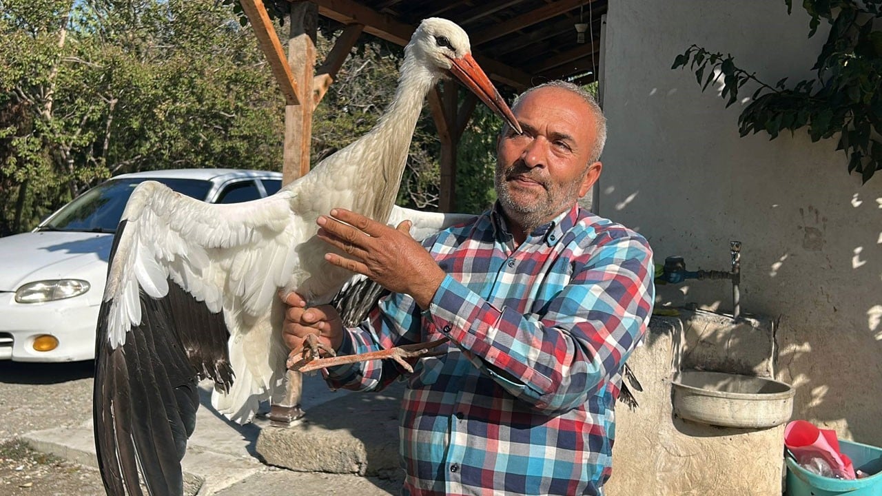 Hatay’da sıradışı dostluk! Bu leylek kümeste tavuklarla yaşıyor