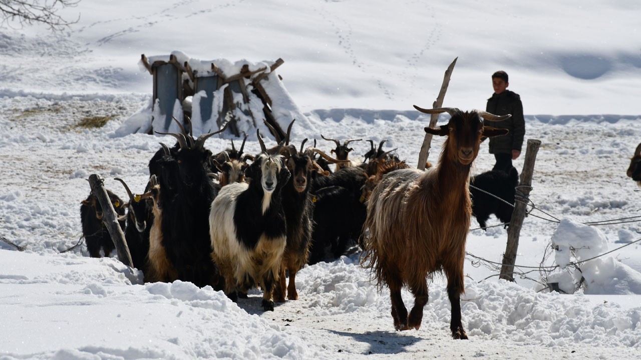 Her evde 200 keçi vardı… Artık köyler boşalıyor 