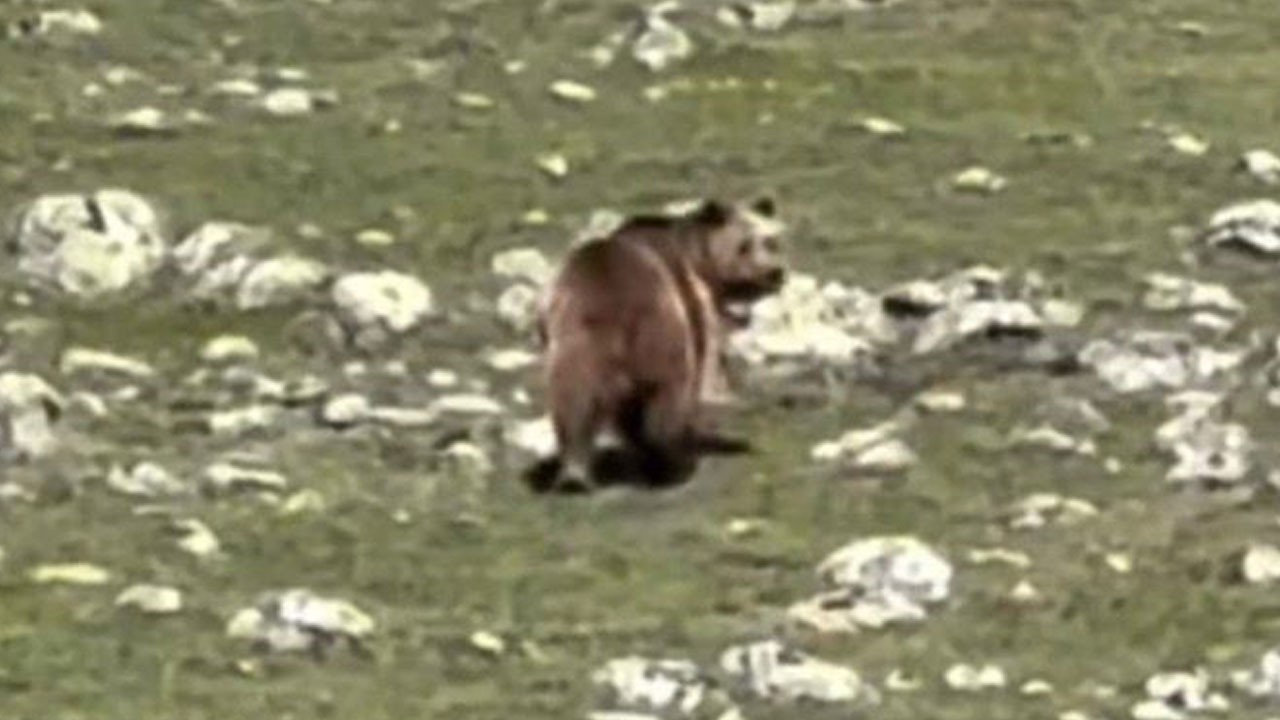 Hey gidi koca ayak hey! Basınca yer titrerdi, şimdi seke seke ormana zor attı kendini!