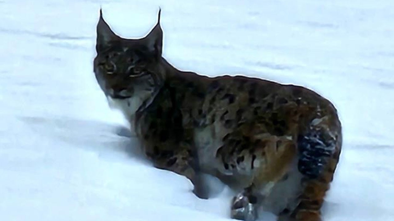 Hizan’da vaşak kameraya yakalandı