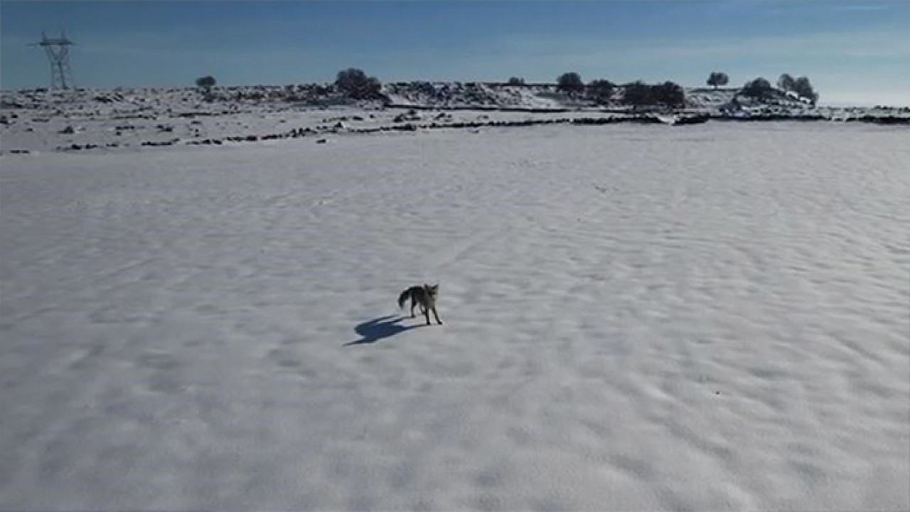 İlk kez dronla karşılaşan tilki kaçıp kaçmamaya karar veremedi
