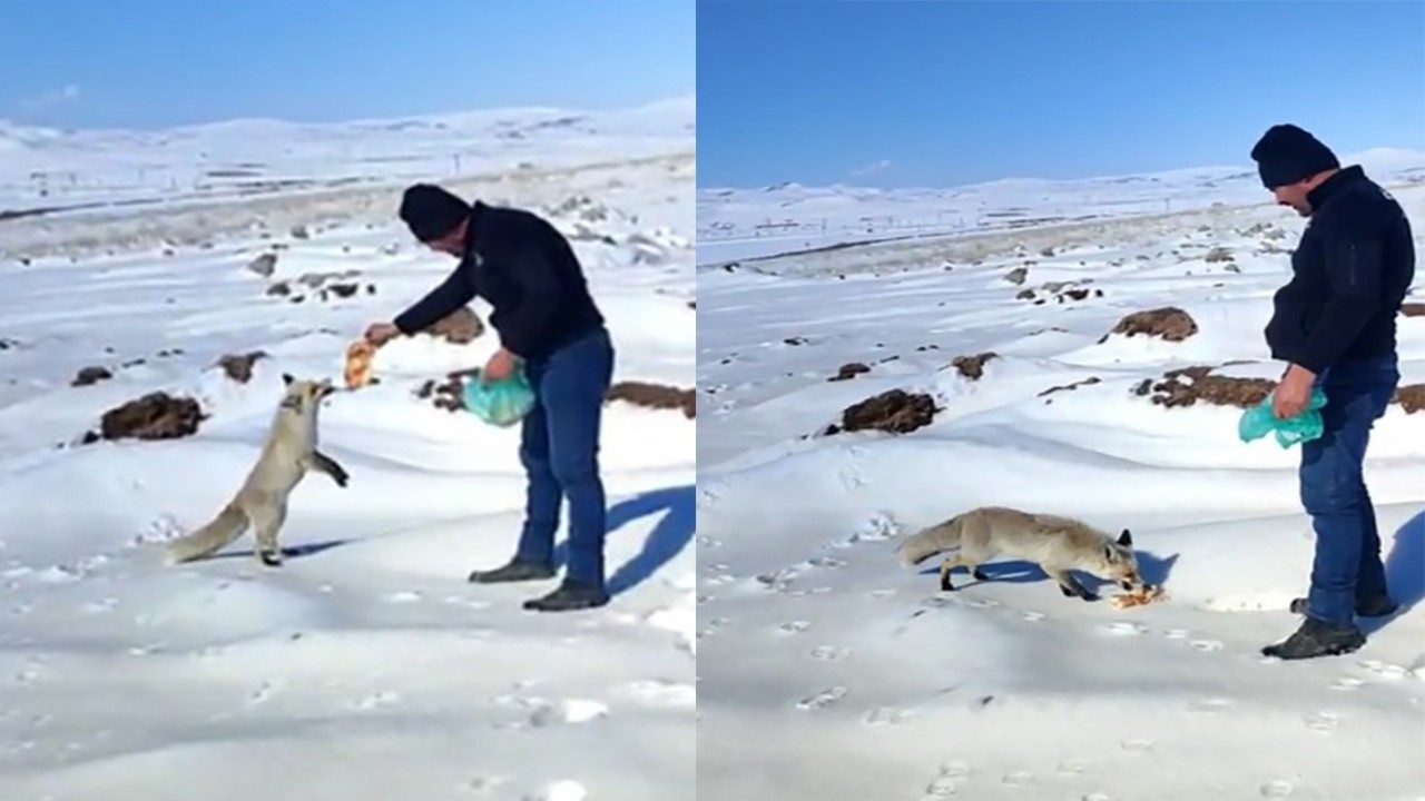 İnsanoğlu sonunda tilkiyi de evcilleştirmeyi başardı