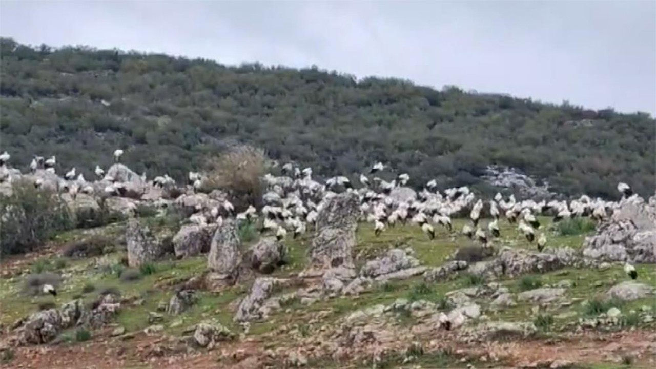 İslahiye leyleklerin dinlenme tesisi olarak hizmet veriyor!