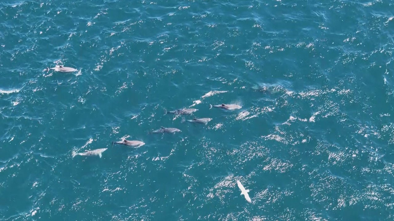 İstanbul Boğazı’nda yunus şöleni! Sarayburnu açıklarında büyüleyen anlar