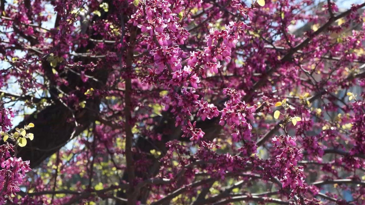 İstanbul’da erguvan zamanı! Baharın en güzel manzarası 