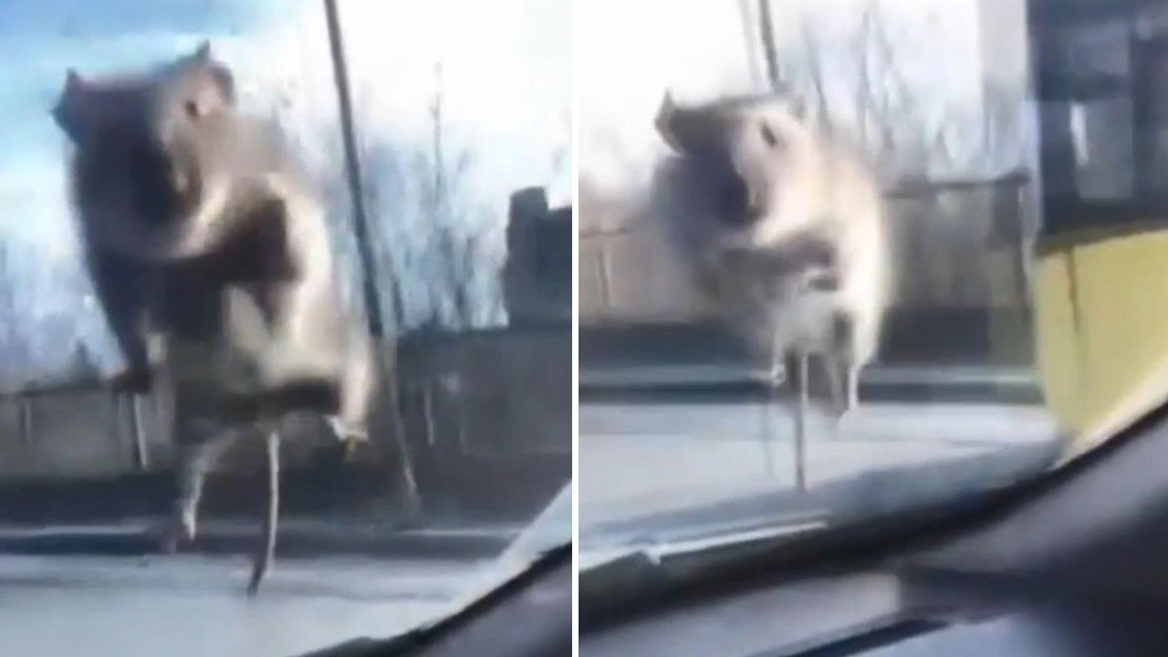 İstanbul’da inanılmaz anlar: Yolda giden araca fare atladı! Polisi görünce kaçtı