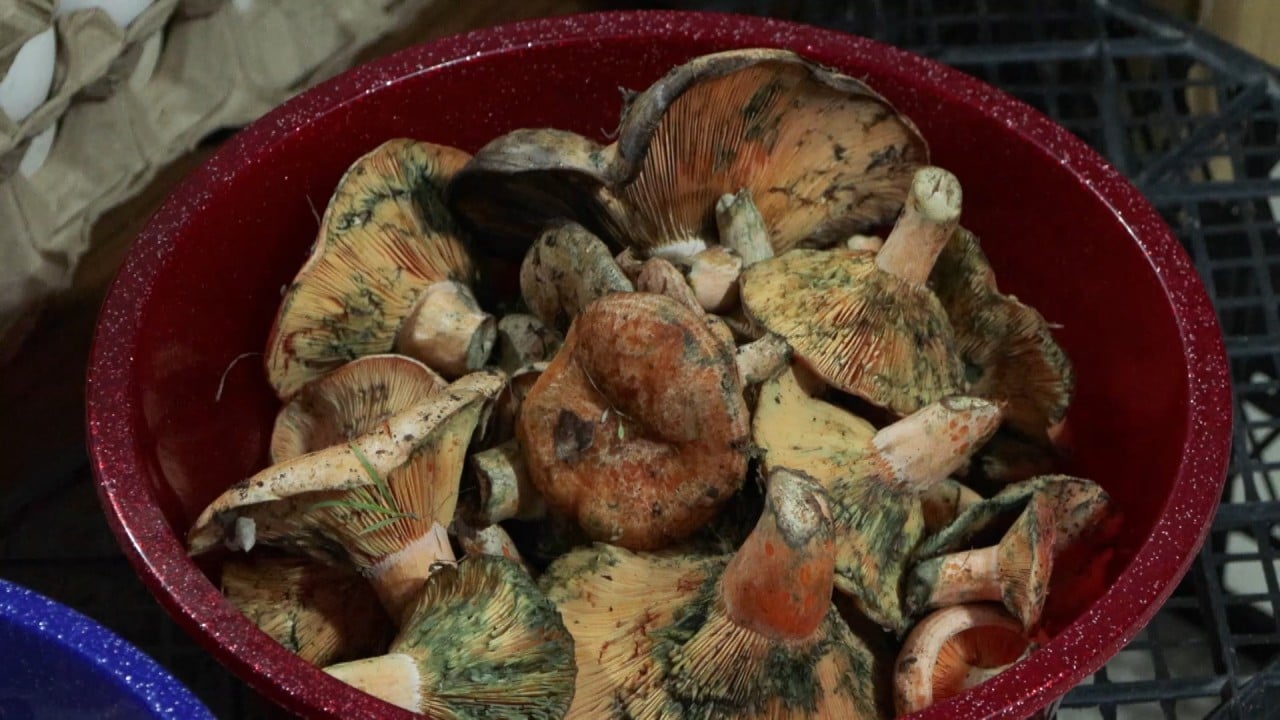 İstanbul’da korkutan zehirlenme dalgası: Bir ayda 60 kişi hastanelik oldu