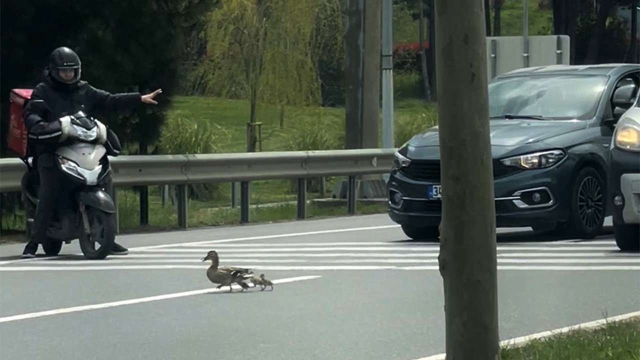  İstanbul’da ördeklerin güvenli geçişi için trafik durduruldu