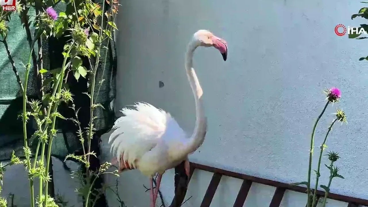 İstanbul’un göbeğinde şaşırtan manzara! Kanadı kırık halde ormanda bulundu
