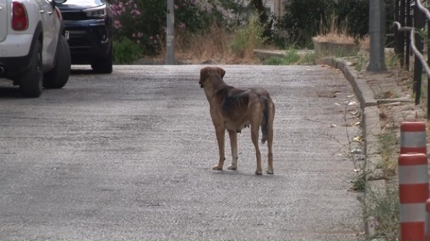 İstanbul'un ortasında başıboş köpek sorunu! Mahalleli Beykoz Belediyesi'ne isyan etti