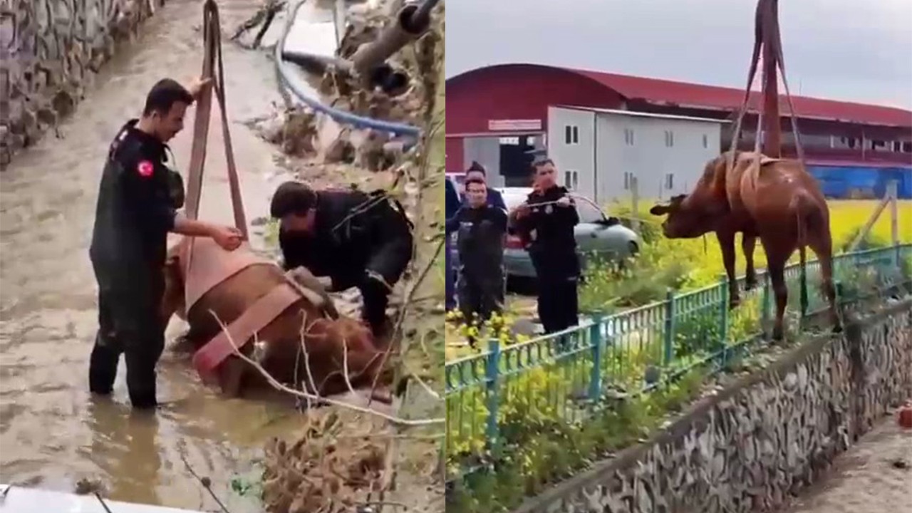 İtfaiyeden 'sulama kanalından inek kurtarma operasyonu'
