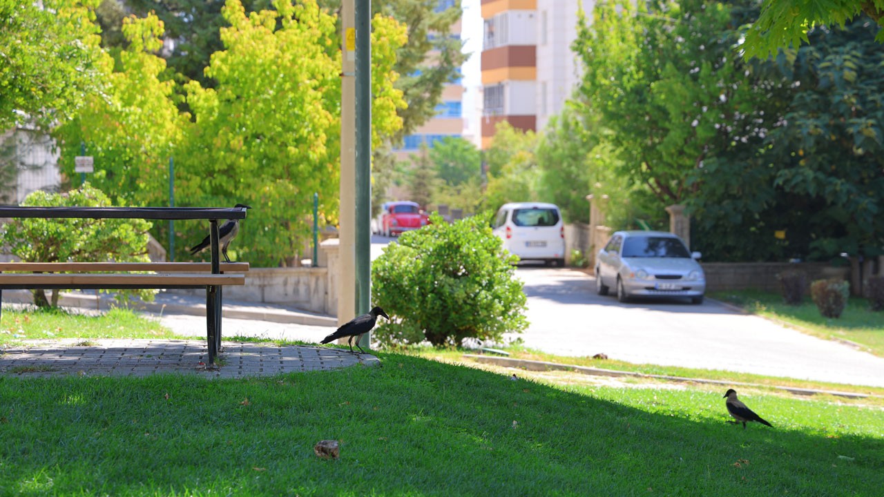 Kahramanmaraş’ta şaşırtan görüntü! Bu parkı onlarca karga mesken tuttu
