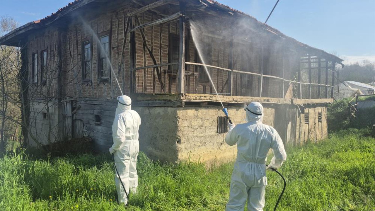 Kahverengi kokarca kış uykusunda yok edilecek