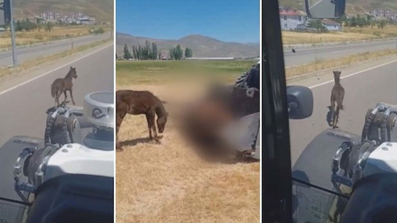 Kalbiniz kaldırmayabilir! Gömülmeye götürülen annesinin peşinden 3 kilometre koşan tay yürek burktu