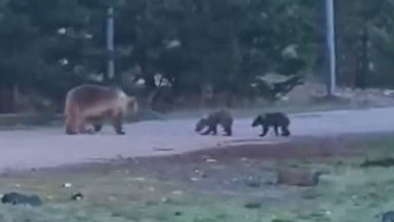 Kameraya böyle yansıdılar! Sarıkamış’ta ayılar artık günlük hayatın parçası