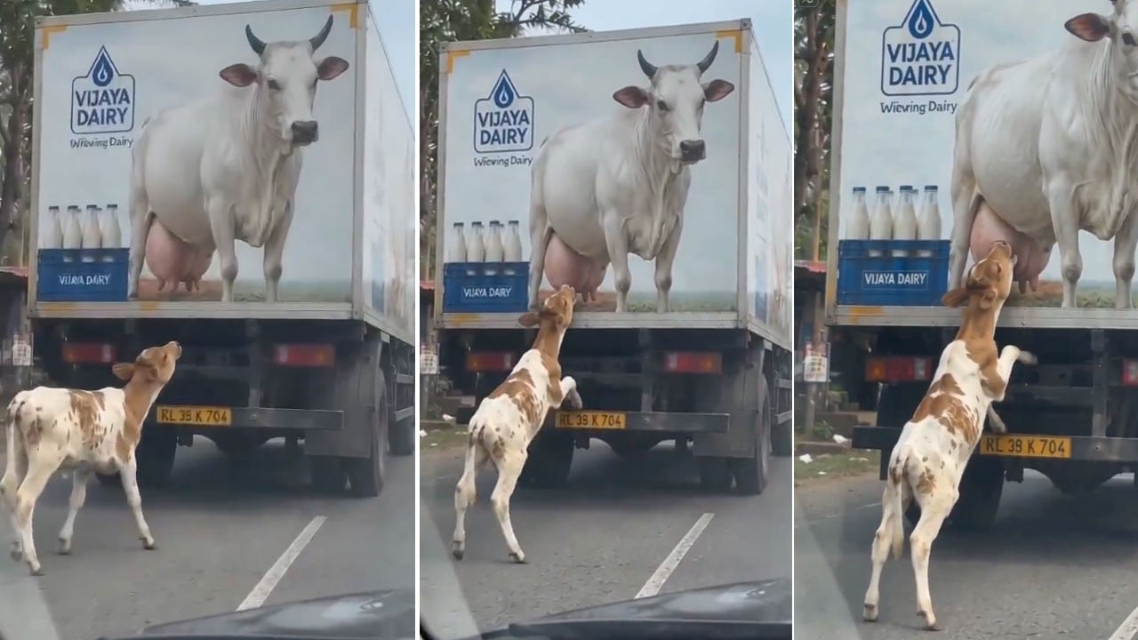 Kamyondaki inek fotoğrafını annesi sandı! Dünyayı duygulandırdı