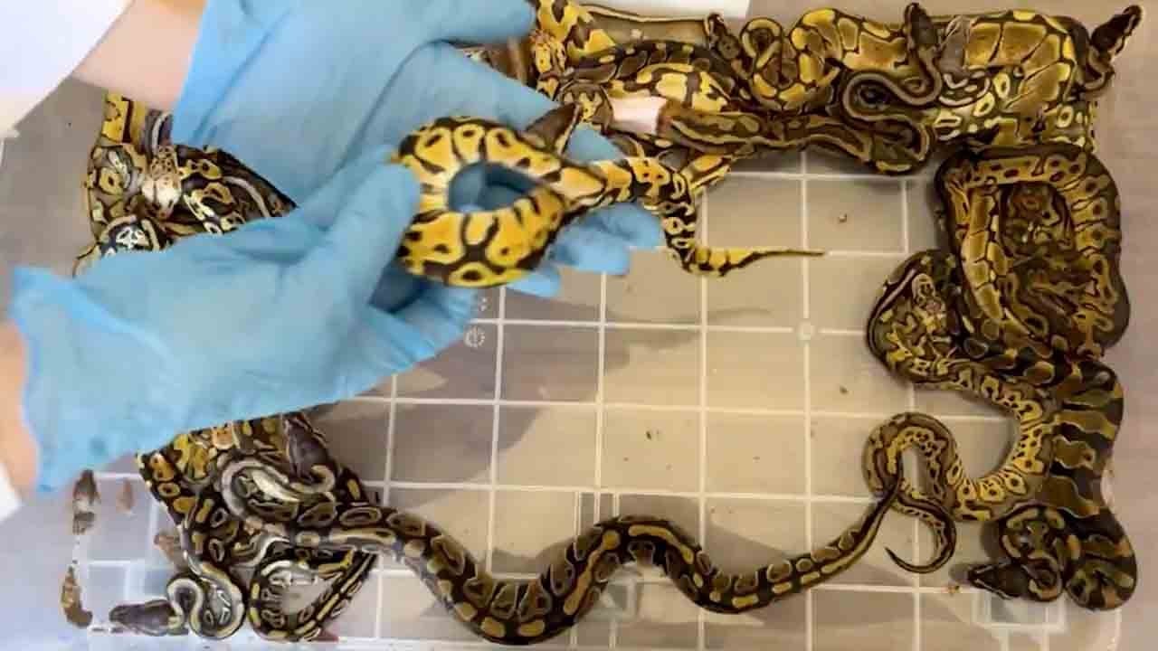 Kapıkule'de şok kaçakçılık: Çöp poşetinden 67 piton yılanı çıktı!