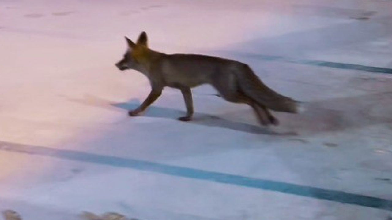 Kar kenti vurdu, tilki merkeze indi! Balıklıgöl’de şaşırtan anlar