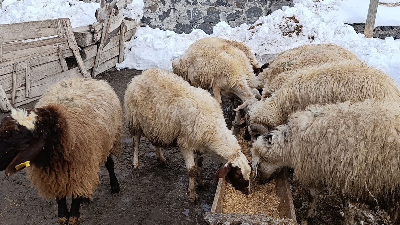 Kar yükü arttı, köylü seferber oldu 