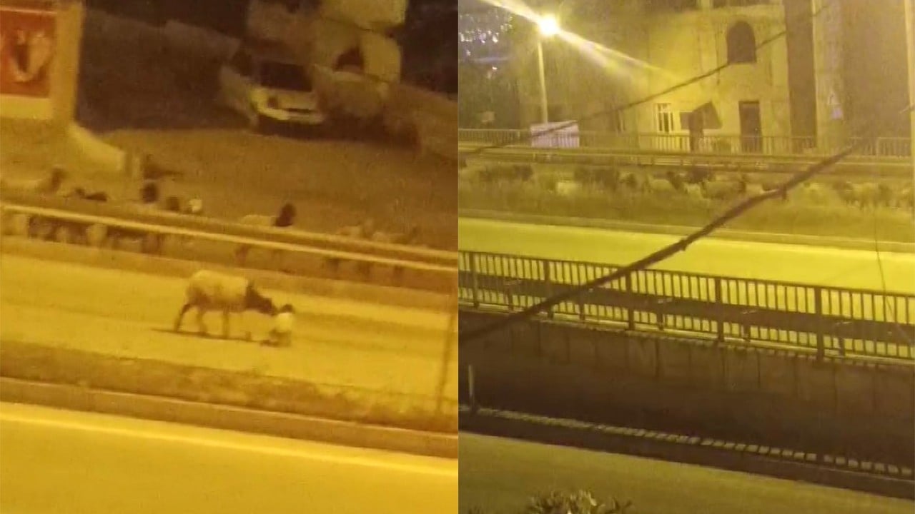 Kara yoluna çıkıp, üst geçidi kullanan firari koyun sürüsü şaşırttı