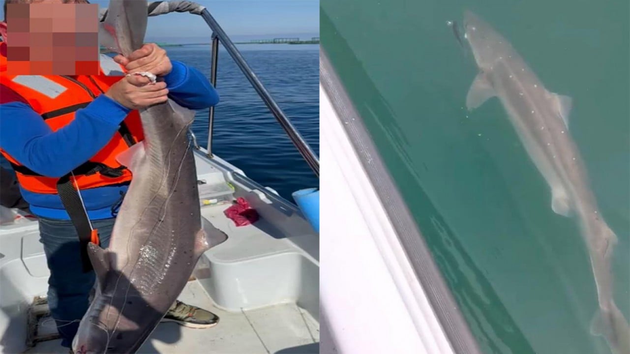 Karadeniz’de köpek balığı sayısındaki artış ürkütüyor