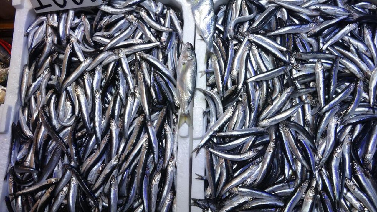  Karadeniz'de sezon sonu hamsi bereketi yüzleri güldürdü