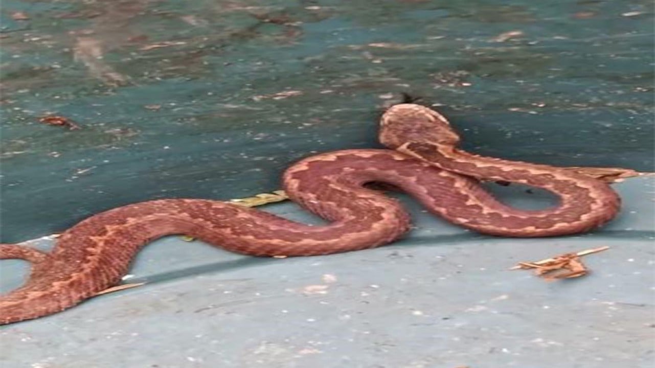 Karadeniz’in ayılarından sonra yılanları da kış uykusuna yatmadı