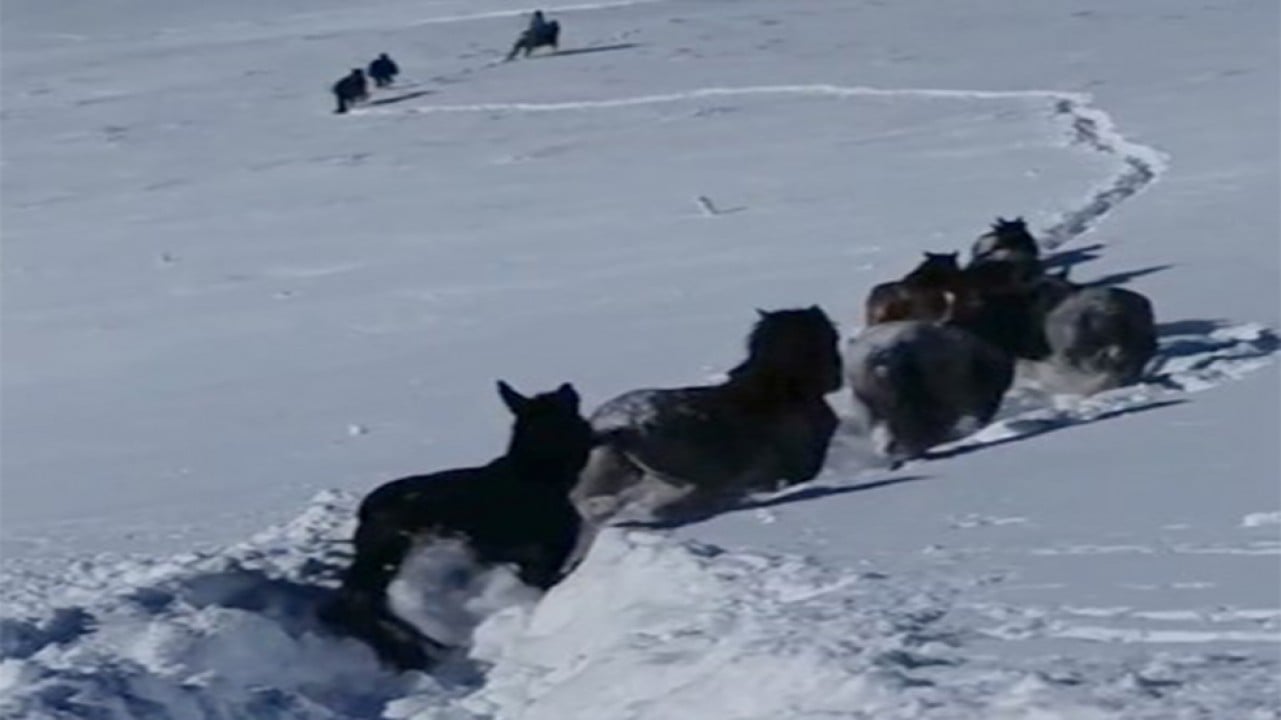 Karda mahsur kalan at ve katırlar güvenlik korucuları tarafından kurtarıldı
