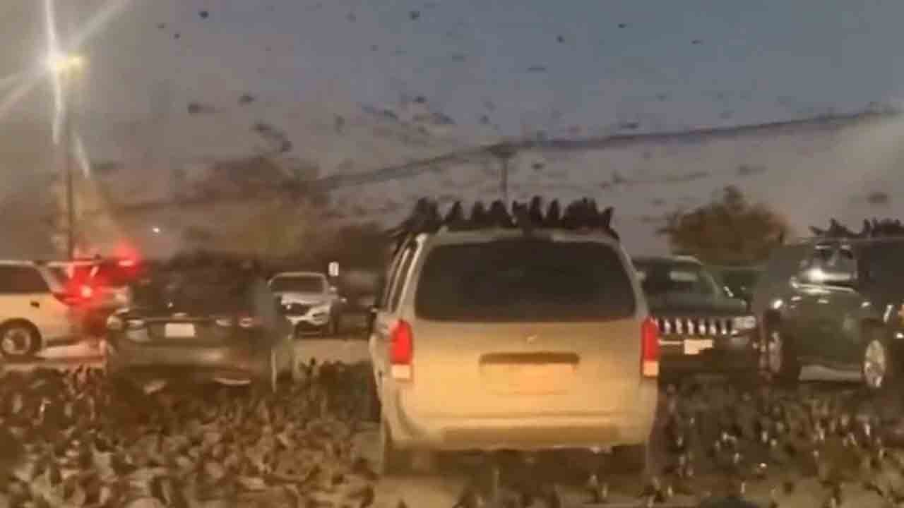 Karga sürüleri siyonistlerin aklını aldı! Karga sürülerini görünce sığınaklara koştular!