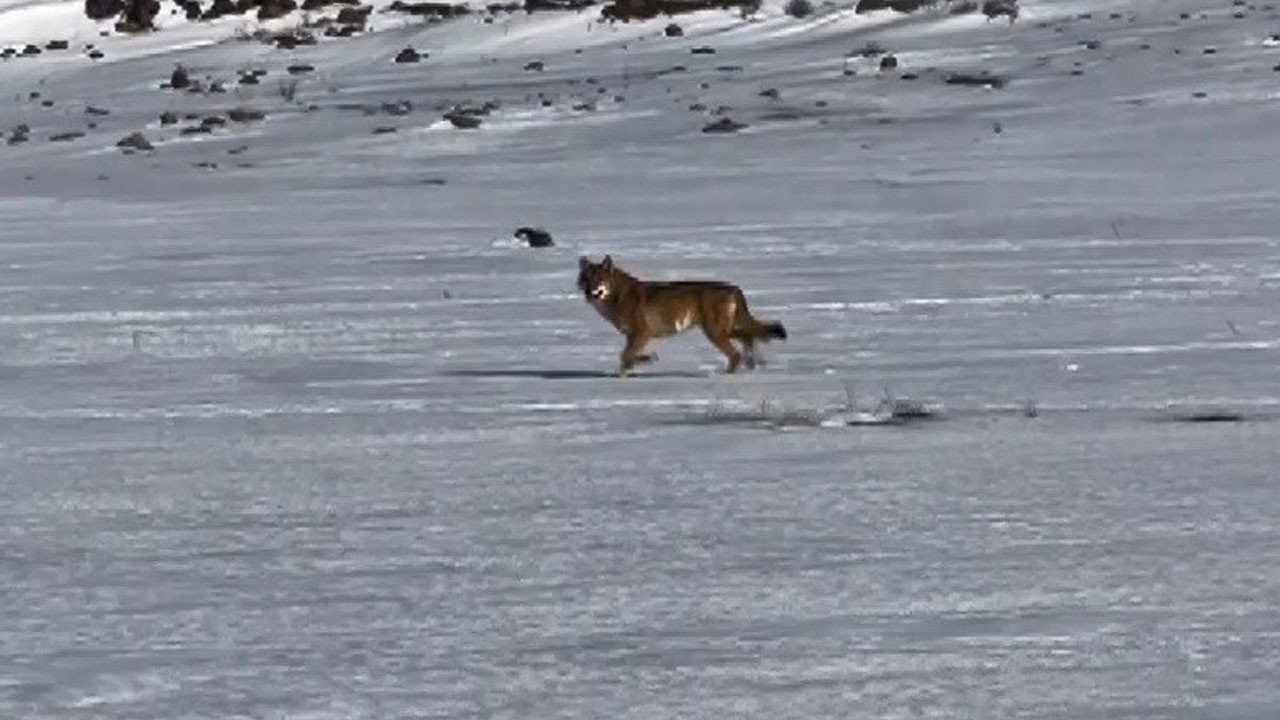 Karla kaplı araziden yola indi… Kurt aracı böyle izledi