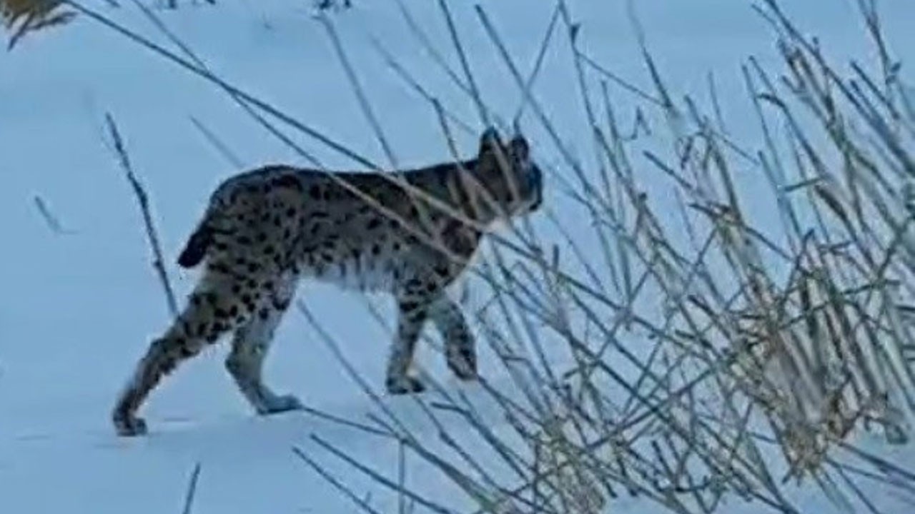 Karlar içinde sürpriz misafir: Bayburt’ta vaşak görüntülendi
