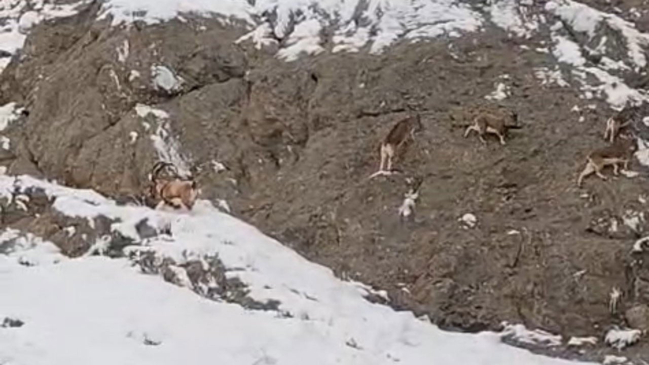 Karlı yamaçlarda nefes kesen anlar! 