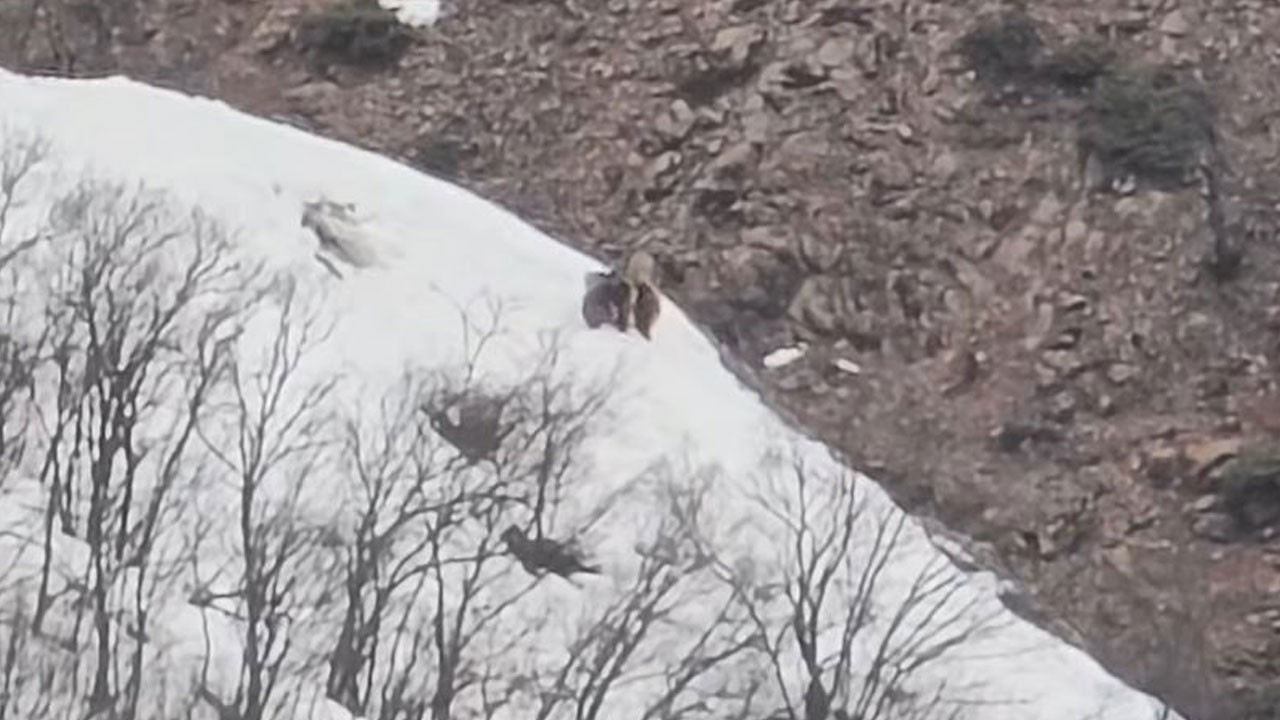 Karlı yamaçta ayı eğlencesi! Pülümür Vadisi'nde özel anlar
