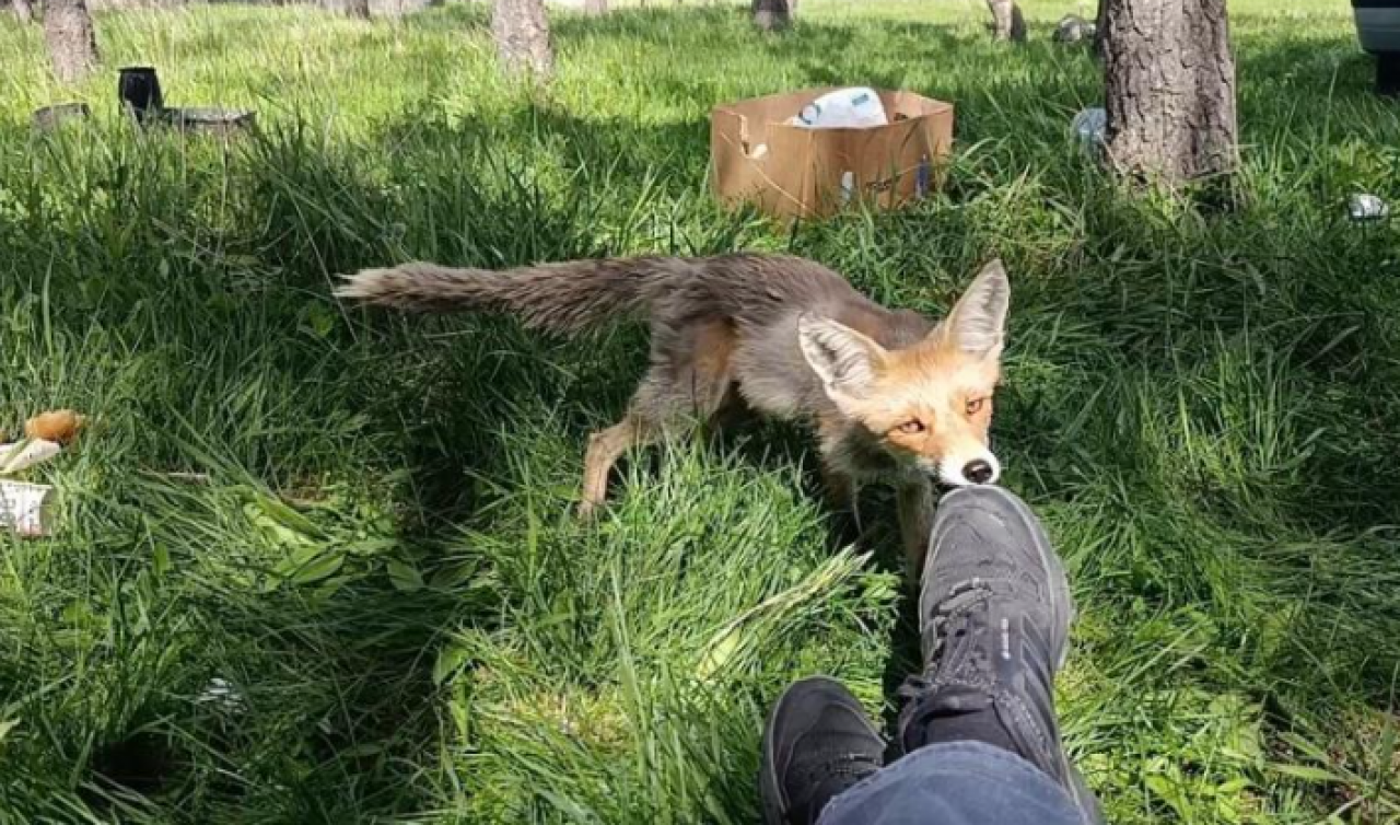 Kars'ta piknikçilerin kadrolu tilkisi kameralara yakalandı