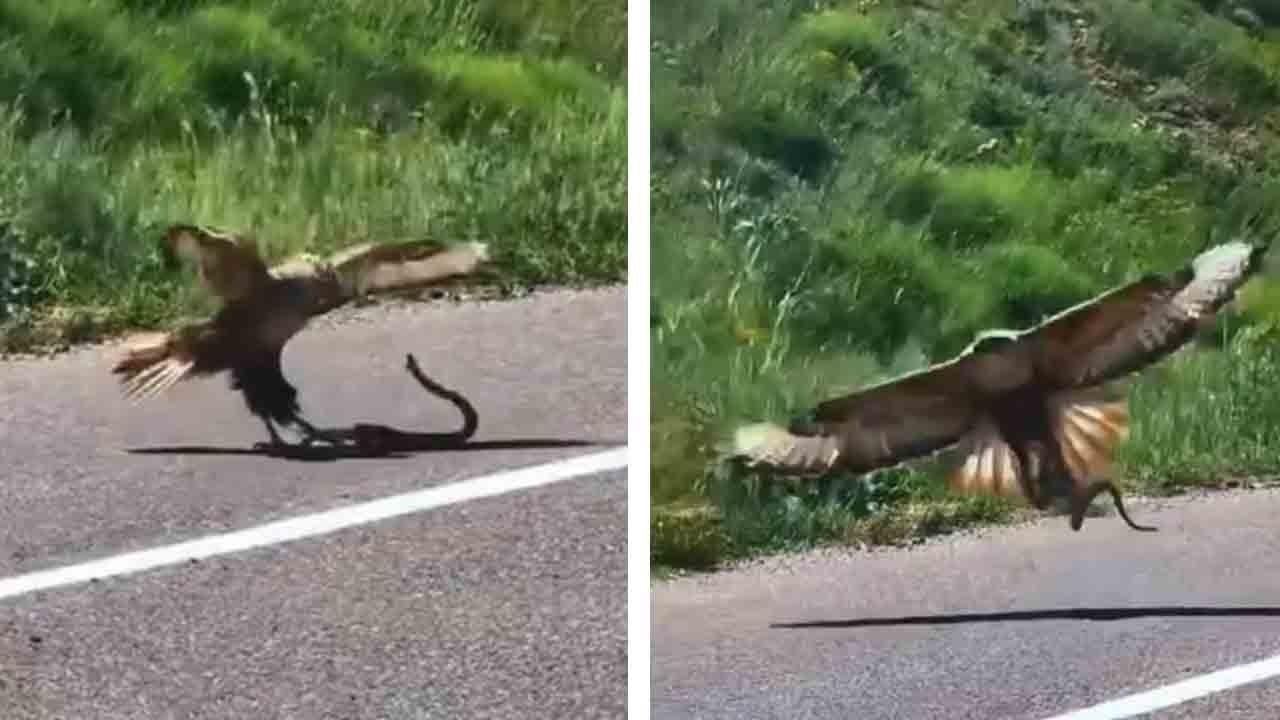 Kartal yılanı böyle avladı