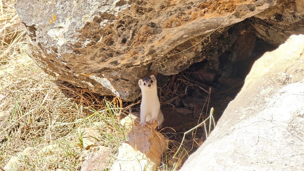 Kayalıkların arasından fırladı! Neslinin tükendiği biliniyordu dağcılar karşılaştı