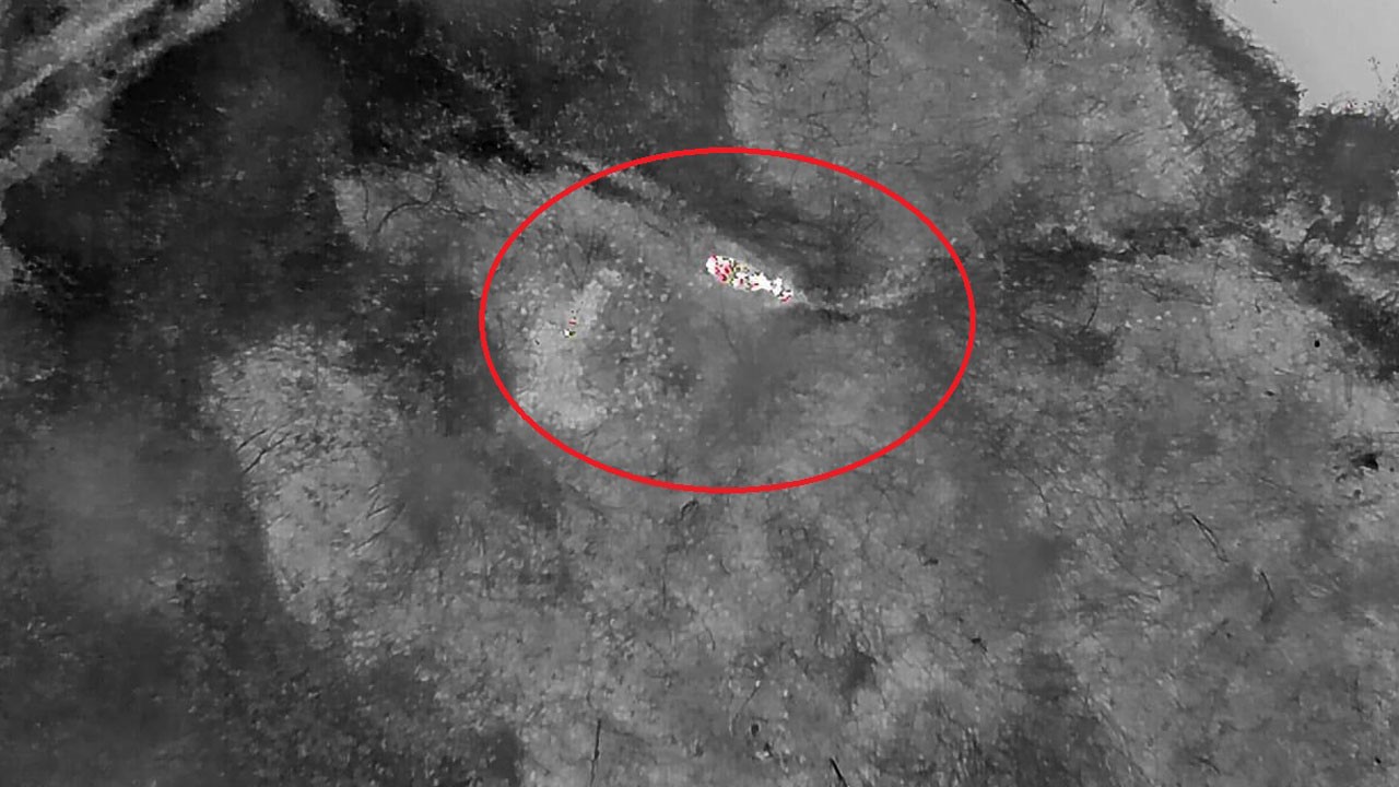 Kayıptı, dronla bulundu! Gebe inek buzağısıyla ortaya çıktı