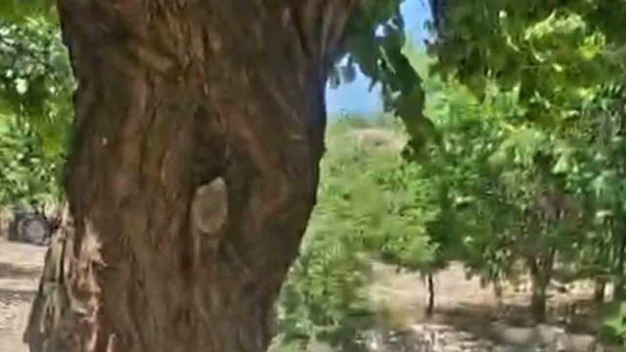 Kayısı ağacı doğal kovan oldu: Binlerce arı oyuğa yerleşti!