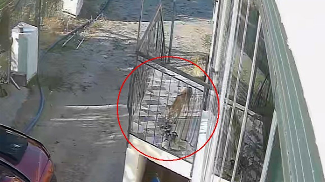 Kedi, köpek zannettiği terlik hırsızı meğerse tilkiymiş