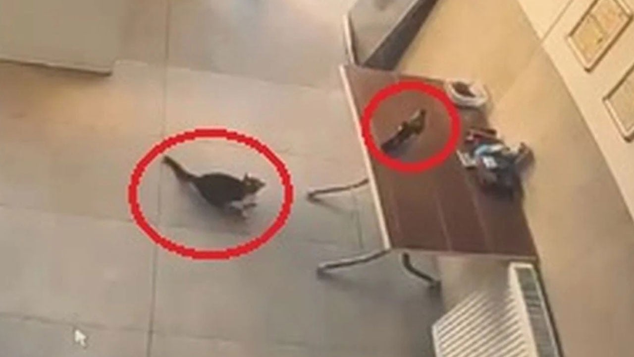 Kedinin saldırdığı kargayı pompacı kurtardı