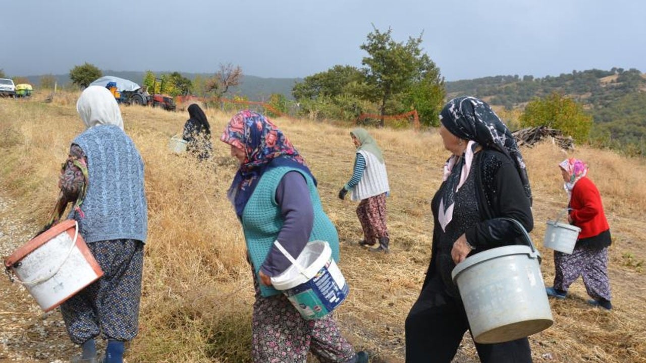  Kendiliğinden yetişen bitki: Kırsal mahallelerde yaşayan hanımlara para kazandırıyor!