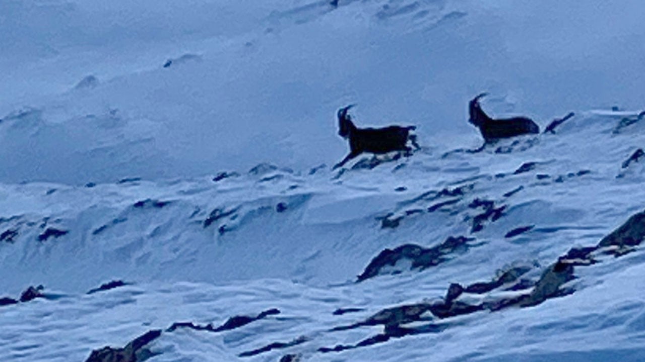 Kış bastırdı, dağ keçileri yaylaya indi